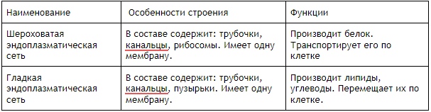 Строение и функции эндоплазматической сети