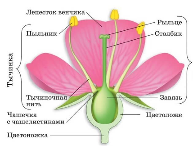 Строение цветка: формула, диаграмма, виды цветов