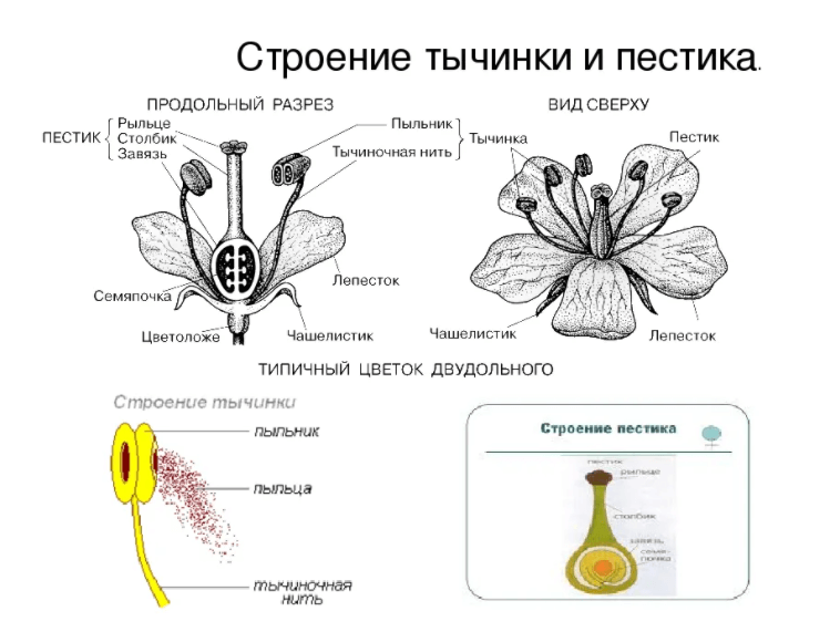 строение тычинки и пестика