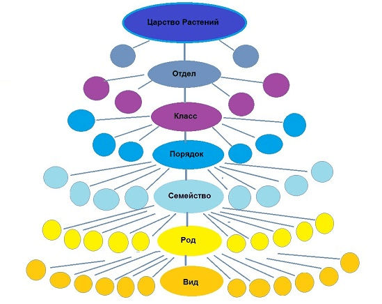 Классификация растений