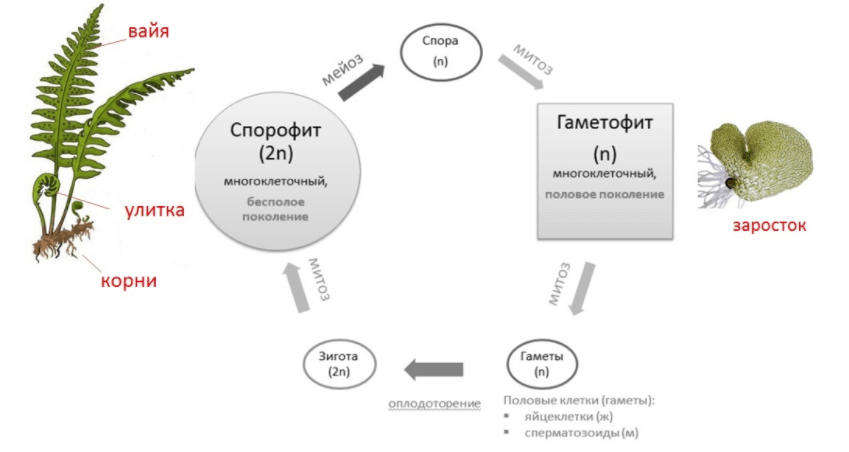 Чередование поколений у папоротников 