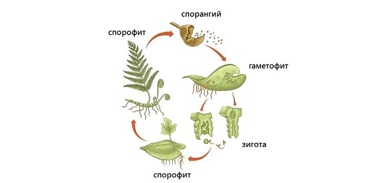 Гаметофит, спорофит, спорангий, зигота