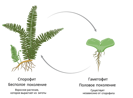 Спорофит и гаметофит у папоротника