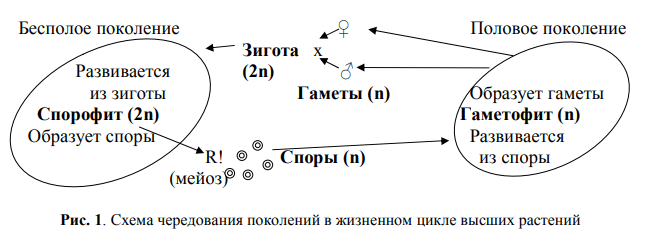 Чередование поколений в жизненном цикле высших растений