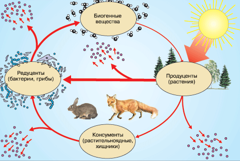 Необходимые компоненты экосистемы