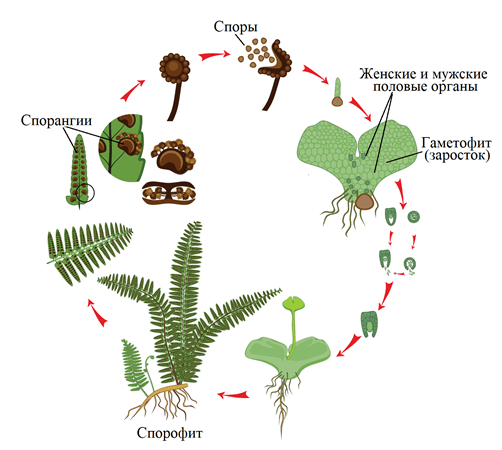 Цикл размножения папоротника