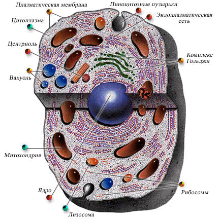 Строение клетки