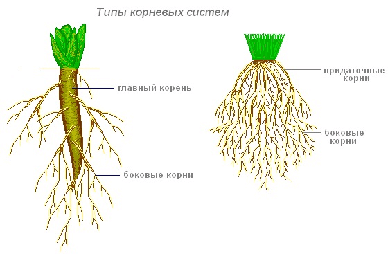 Типы корневых систем