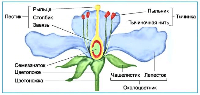 Строение цветка