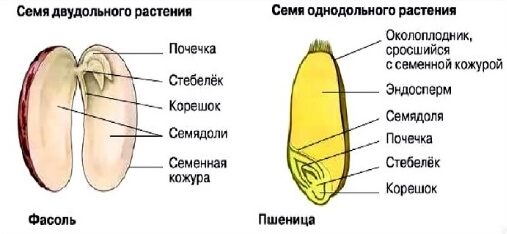 Строение плода