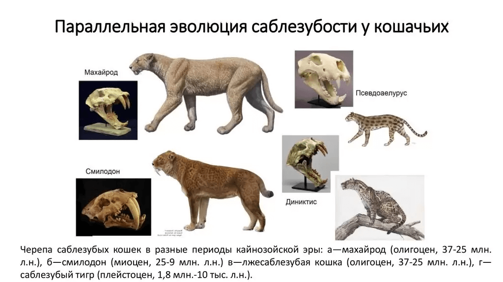 Пример параллельной эволюции