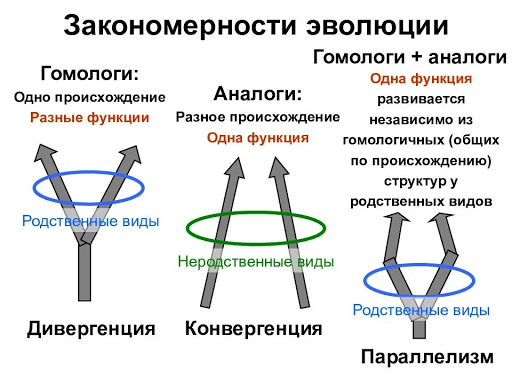 Закономерности эволюции