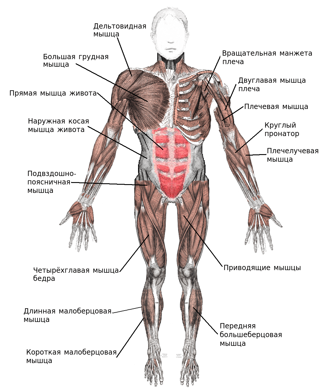 Группы скелетных мышц 1