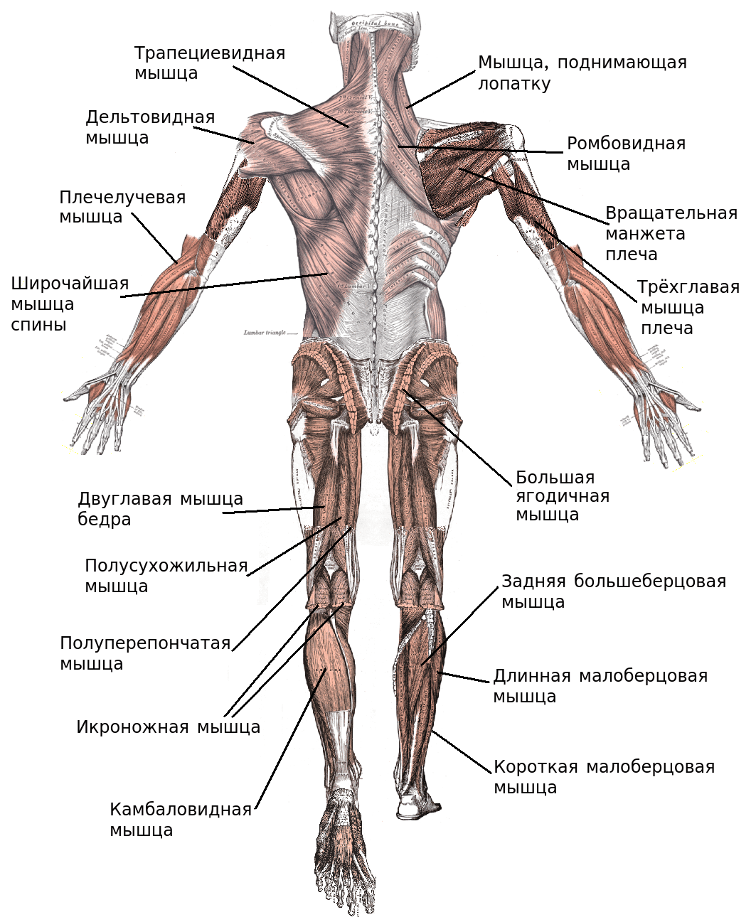 Группы скелетных мышц 2
