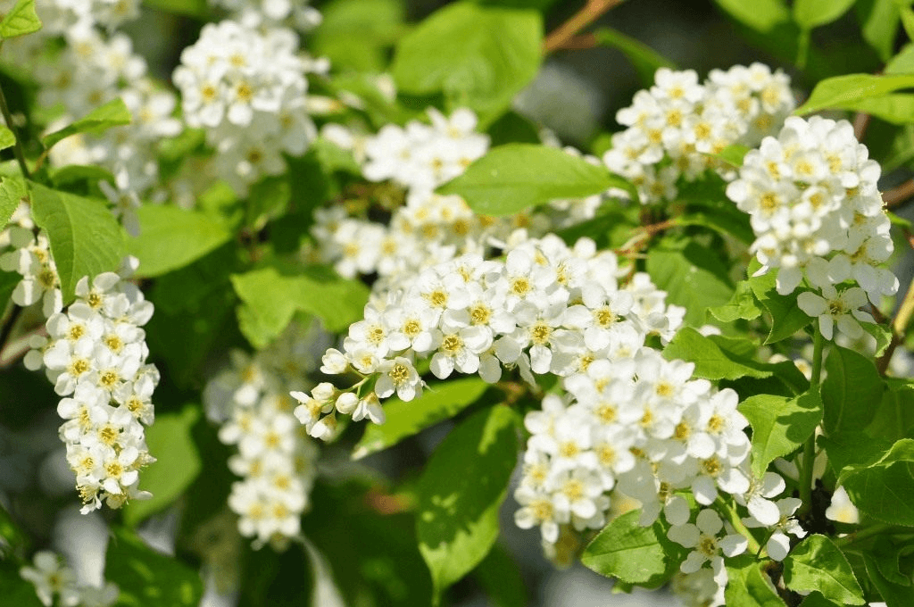 Черемуха (Padus)