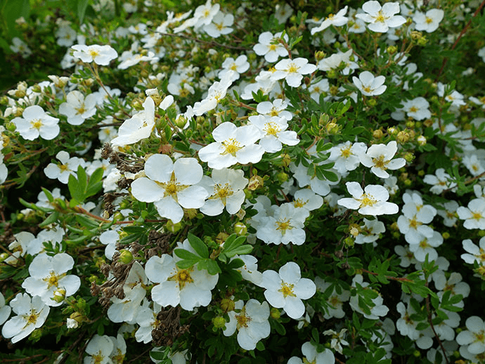 Лапчатка (Potentilla)