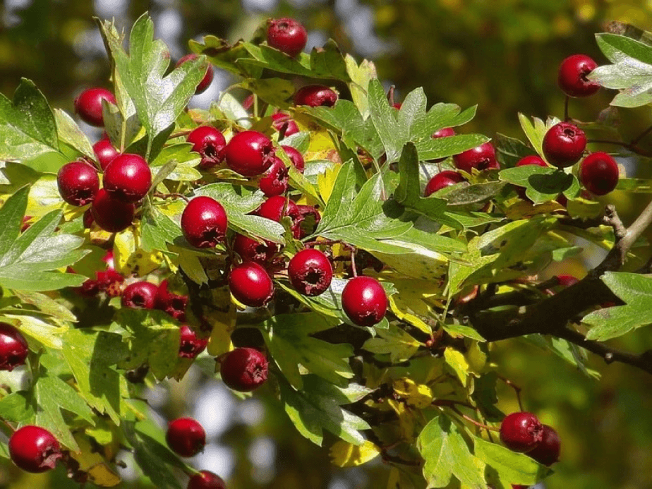 Боярышник (Crataegus)