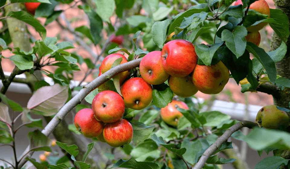 Яблоня (Malus)