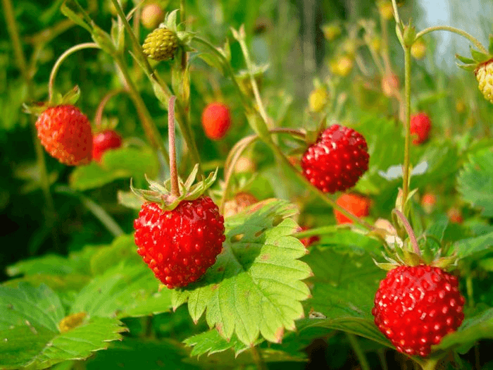 Земляника (Fragaria)