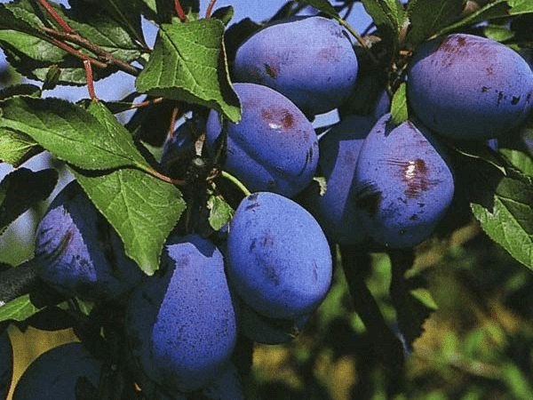 Слива (Prunus)
