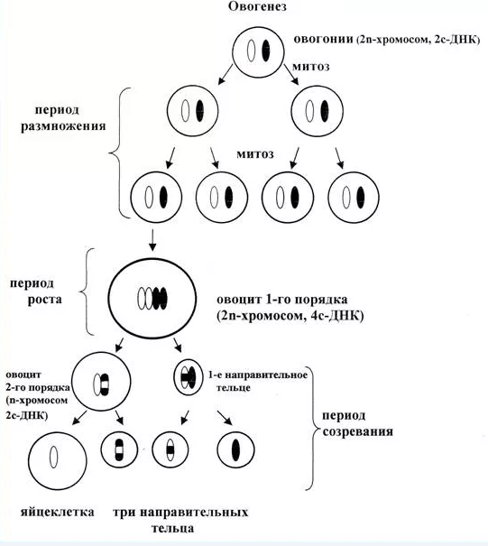 Схема овогенеза