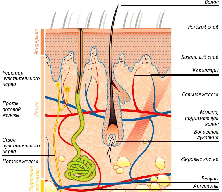 Структура эпидермиса