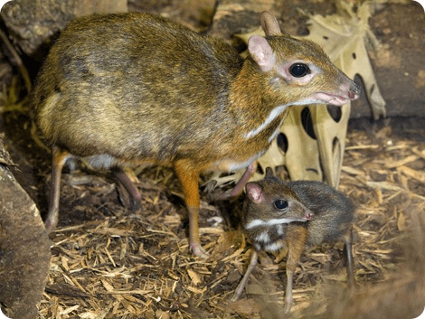 Канчиль