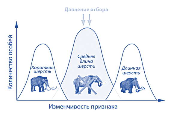 Какую форму отбора иллюстрирует данный рисунок. Дизруптивная форма естественного отбора. Схема действия дизруптивного отбора. Дизруптивная окраска. Дизруптивный отбор примеры.