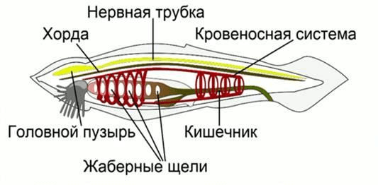 Хорда ланцетника