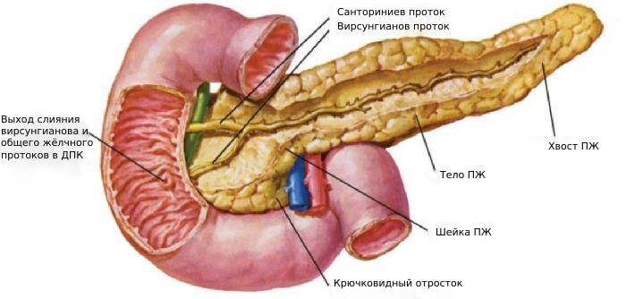 Поджелудочная железа