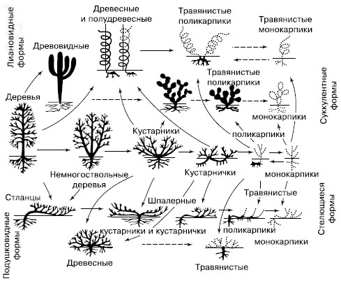 Кустарничек: жизненная форма и разновидности растений