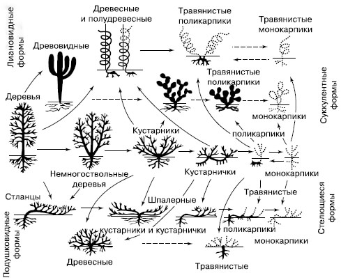 Параллельные ряды жизненных форм покрытосеменных растений