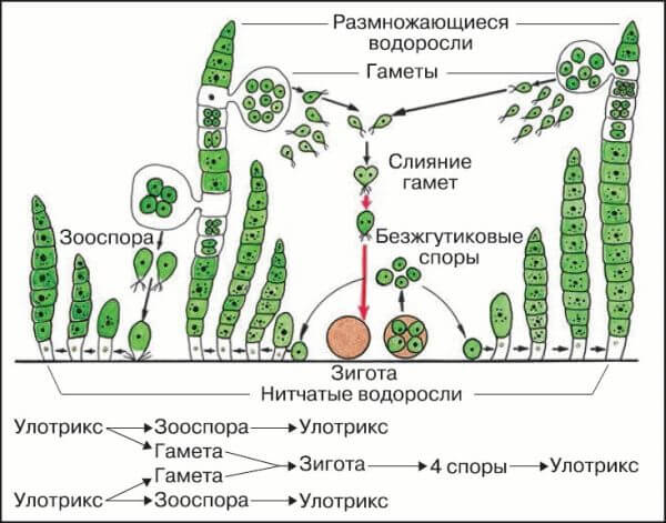 Схема жизненного цикла улотрикса с подписями