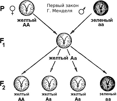 Схема первого закона Г. Менделя