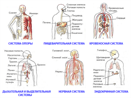 Системы органов человека