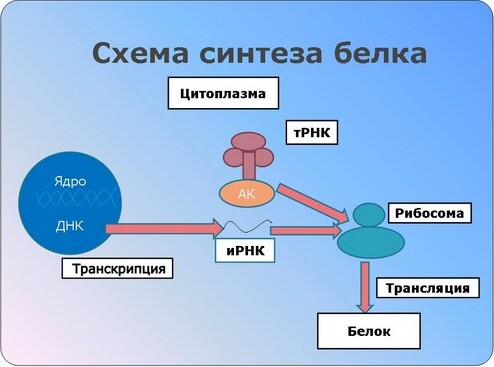 Схема синтеза белка