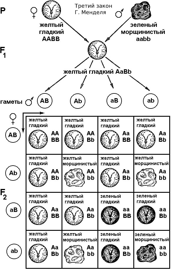 Схема 3-го закона Г. Менделя