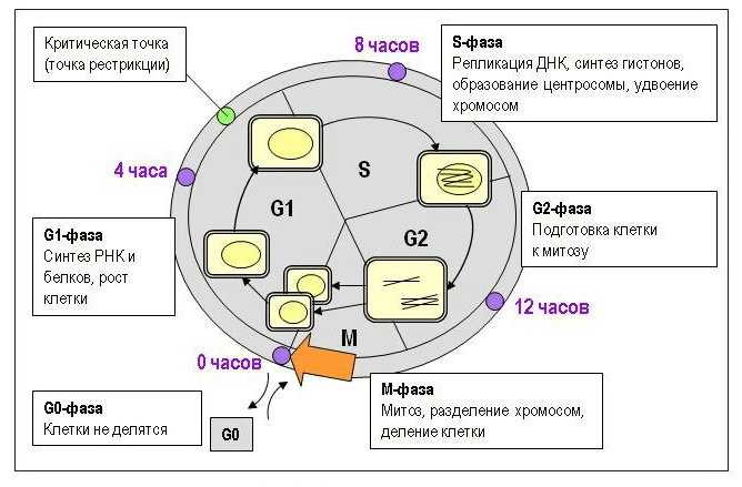 Цикл клетки