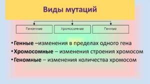 типы мутаций — изменение генотипа